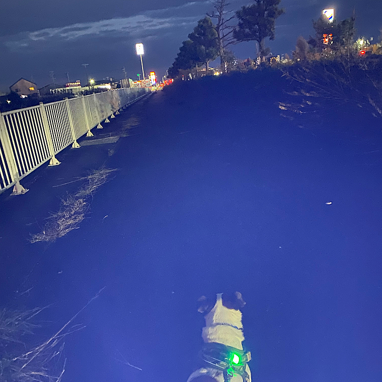 お月様もお星様もでていない、暗い散歩道
行き