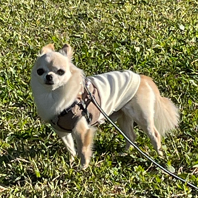 走り回っては止まり、写真は呼ばれるのを待ってるところです😊