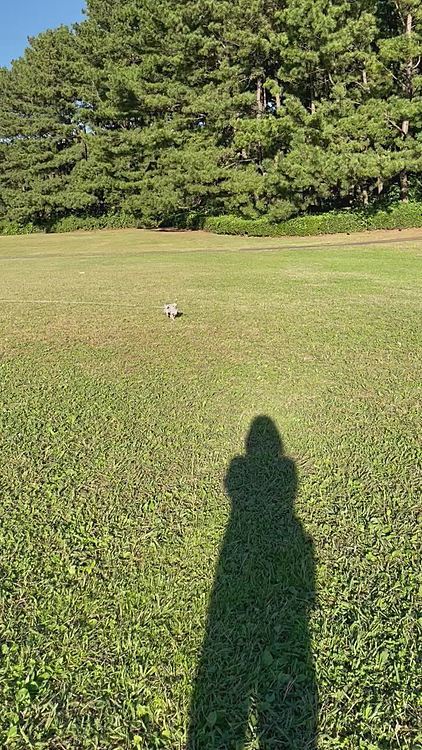 元気にあっちこっち走っていました😊
近くでウェディングドレスを着て写真を撮影してる人がいて興味津々で見てました😊