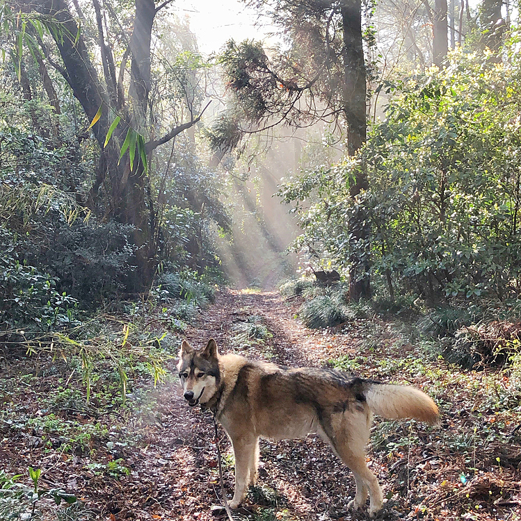 ナナは森の中が一番似合う😆
狼らしい風景だ😆

#wolf #hybridwolf #wolfdog #nana #あさんぽ