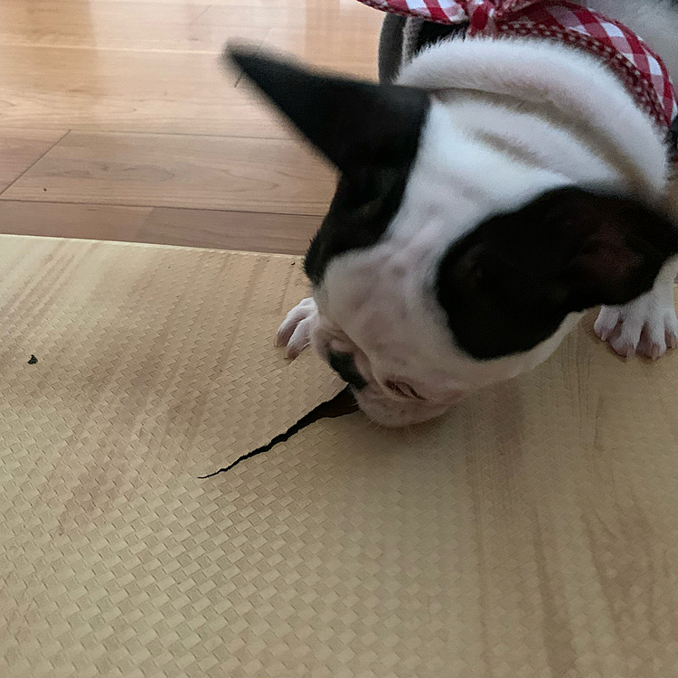 朝からビリビリ悪さしてました⤵️
こらーっ！😠