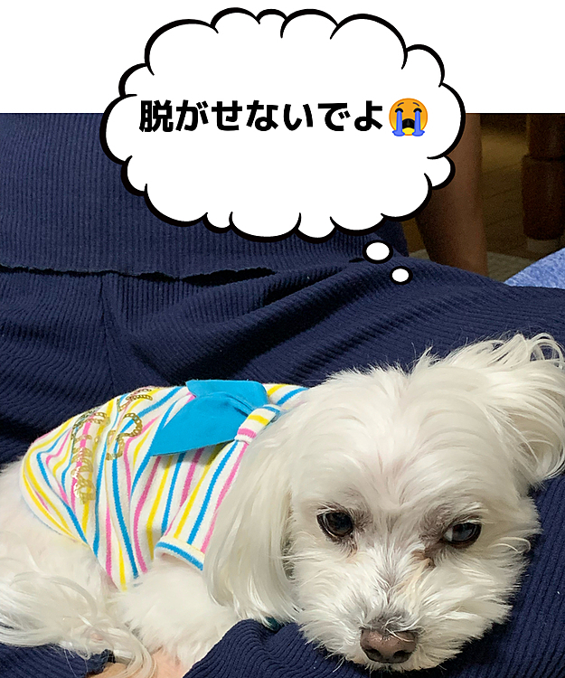 脱がさせようと試みますが、
歯をむき出しにして抵抗します（笑）