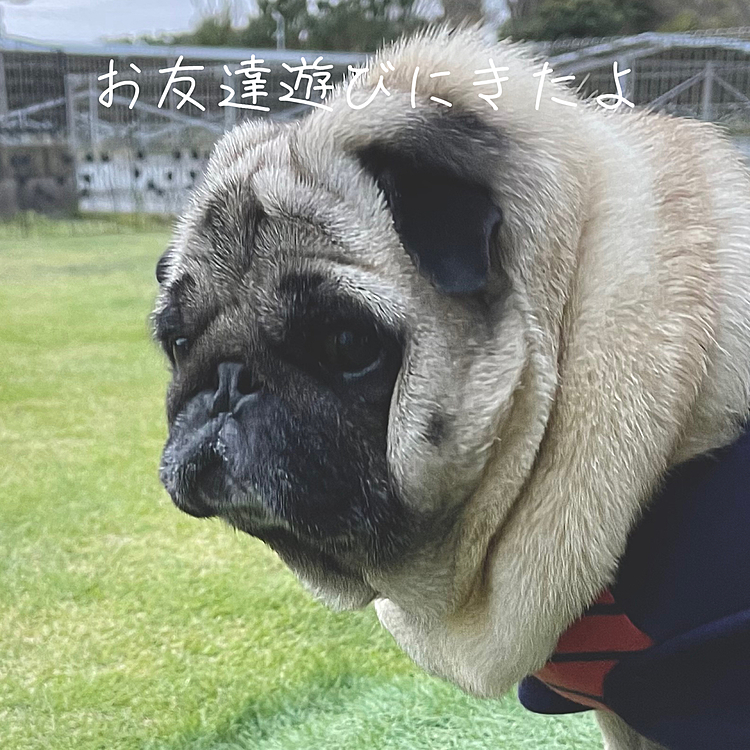 近所の子供達が遊びに来てくれました⚽️
子供がいないししまる家🏠ですが、ししまるのお陰で子供の声が響きます☺️