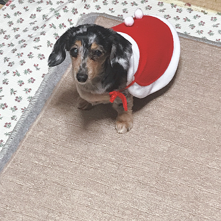 クリスマス仕様のるる可愛かったなあ🥰
服とか体に身につけるもの嫌いやったねえ😅（笑）写真撮ると相変わらず嫌な顔してたなあ（笑）