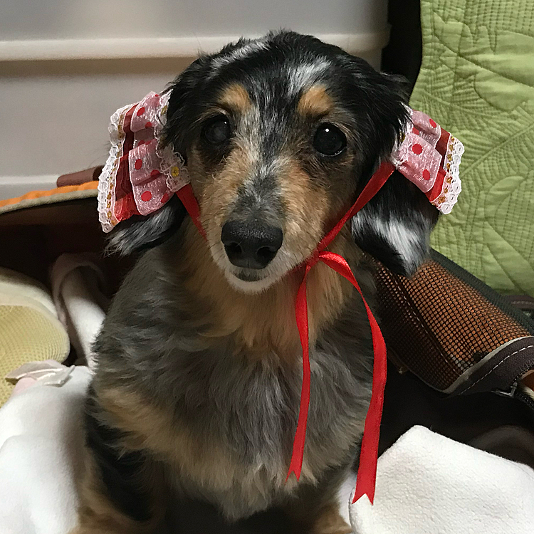 沢山のるるの写真を見ていただき、お優しいお言葉もいただき本当にありがとうございます🙇‍♀️初めてお迎えしたわんちゃんがるるで本当に良かったよ。沢山の愛、思い出をありがとう。だいすき。これからもずーっとね。