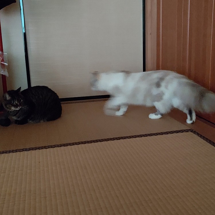 遊びたいふわ(マンチカン)と、マッタリしたいゆめ(キジトラ)。