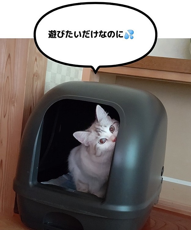 ゆめに威かくされて、トイレですねるふわ😅