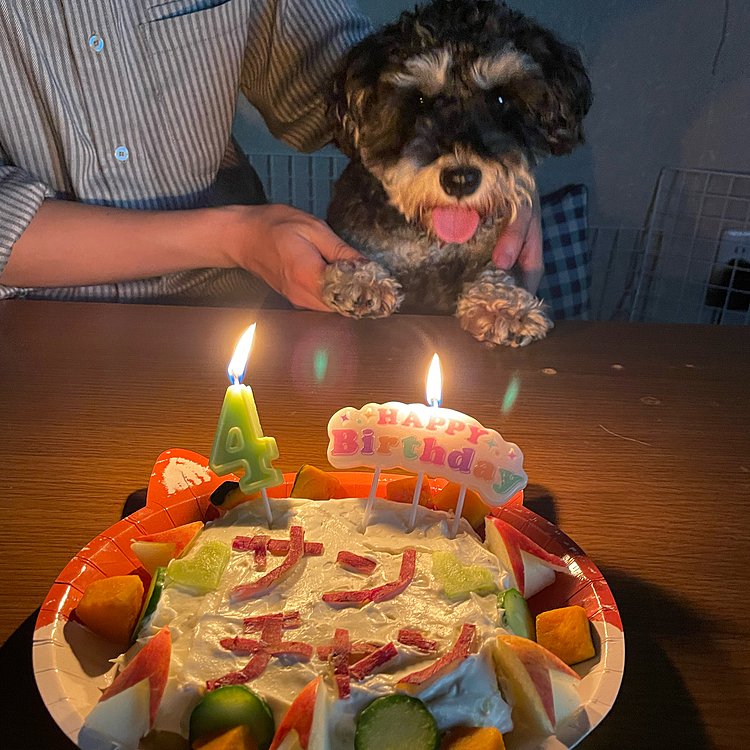 こんばんは🐶
今日は、サンちゃんの4歳のお誕生日🎂
まだまだヤンチャくんだけど、可愛さいっぱいのサン😍
これからもいっぱい遊ぼうねー❣️