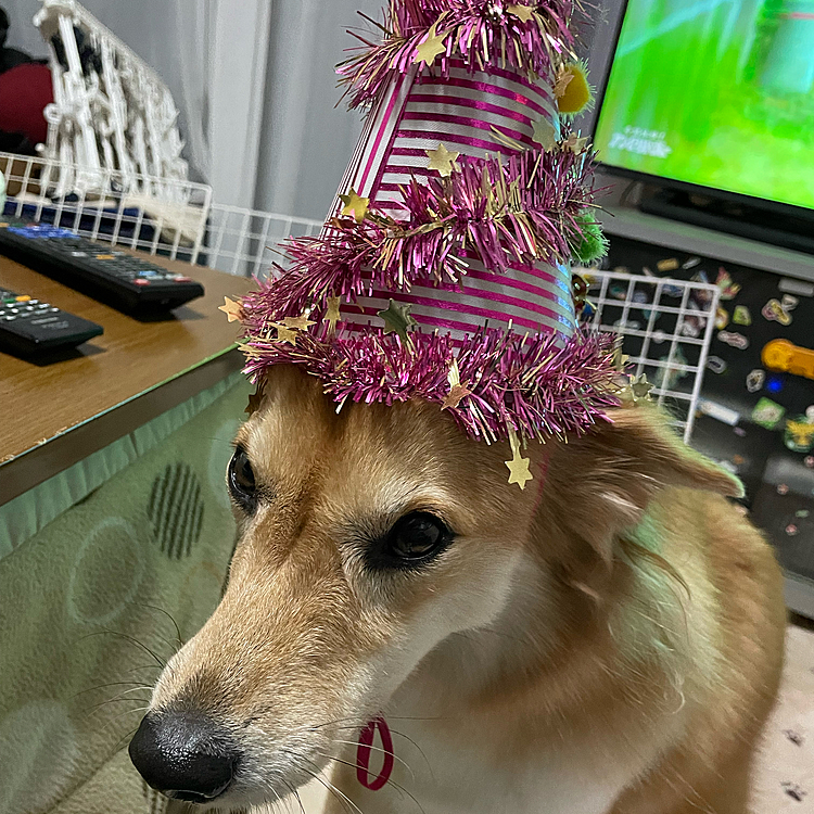 お付き合いでララも🤣🎶
みんなでお祝いしましたー🎂
