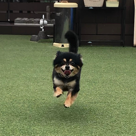 
凛ちゃんママさんが飛行犬をアップしていたのでうちも載せてみます、、、🤣🙏

そういえばあったなぁと思って😊

犬ってやっぱり走ってる時すごく楽しそうですよね🐾

