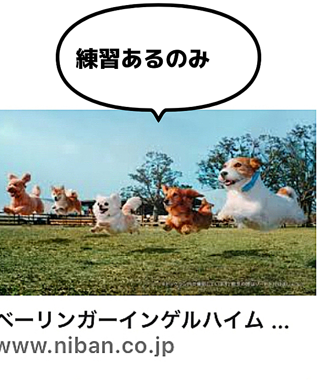みんな飛行犬！タイガー🐯も目指してみるか❗️