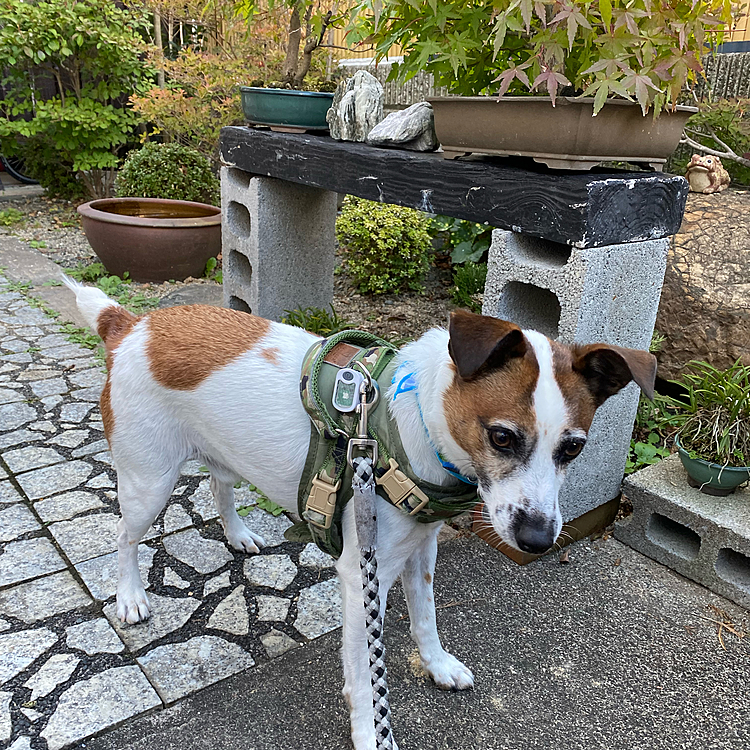 まずは、お散歩へ！
