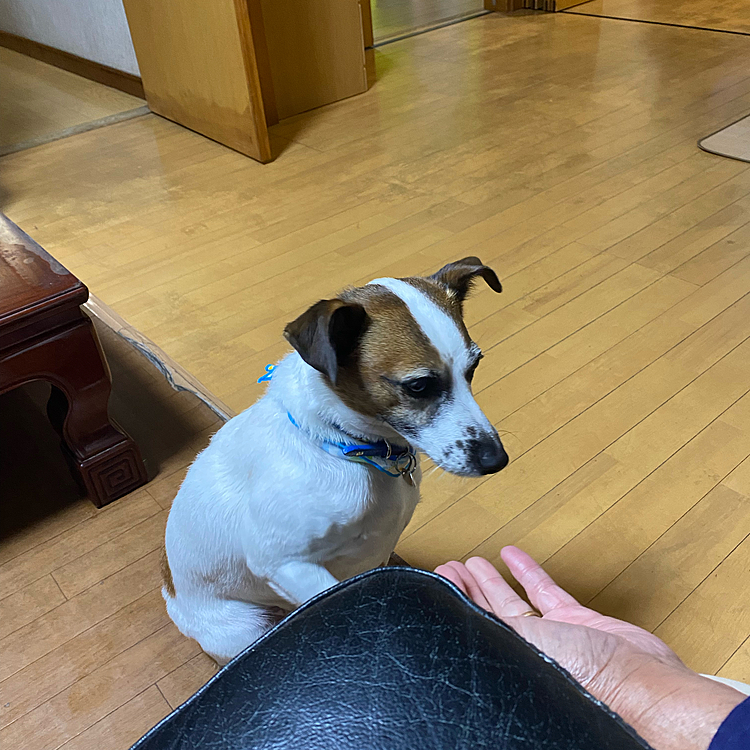 お手
今日は飛行犬チャレンジなしか〜い❗️