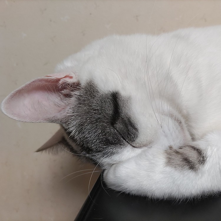 爆睡中💤