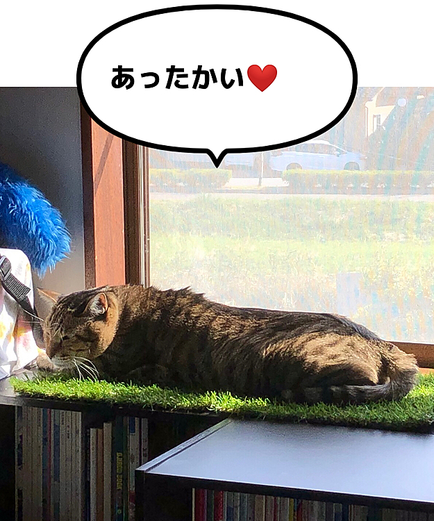 きーちゃん、久しぶりの日向ぼっこ😊