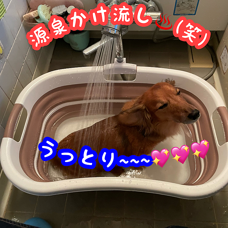 今日もいっぱい歩いたけど､朝のお散歩の時にしちゃった💩の欠片がおケツに残ってたのに気付かずにいたので､おしりを流しながらの新しい湯船のデビューとなりました✨✨✨
見よ❗️このうっとり顔🤣🤣🤣
ウチのお犬様温泉♨の完成です🤣🤣🤣