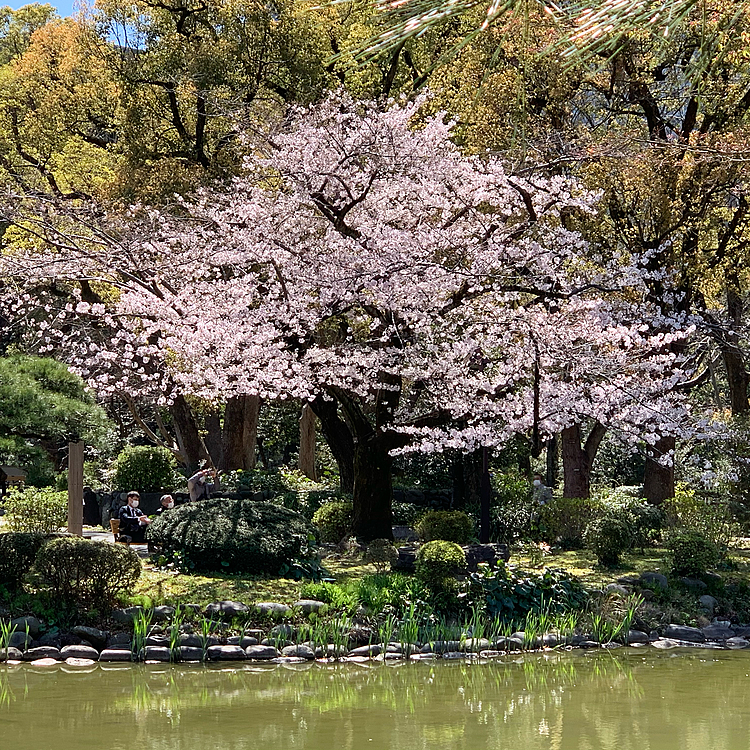 仕事の移動中に桜は満開🌸週末は雨☔️でお花見散歩は無理そうだなぁ…😥ちょっと立川まで行こうと思ってたのに…