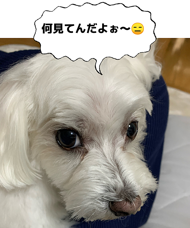 最近はずっと抱っこ抱っこの
蘭丸さんです。
…パパとママはいつも足が
痺れております（笑）