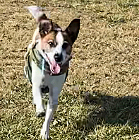 今日は、夫と、朝一で、ドックランへ
勿論、飛行犬撮影チャレンジの為