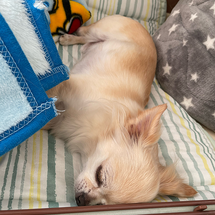 2022.11.6(日)
こんにちは☀️
ポカポカ暖かくて気持ちよさそうに寝ています🐶💤