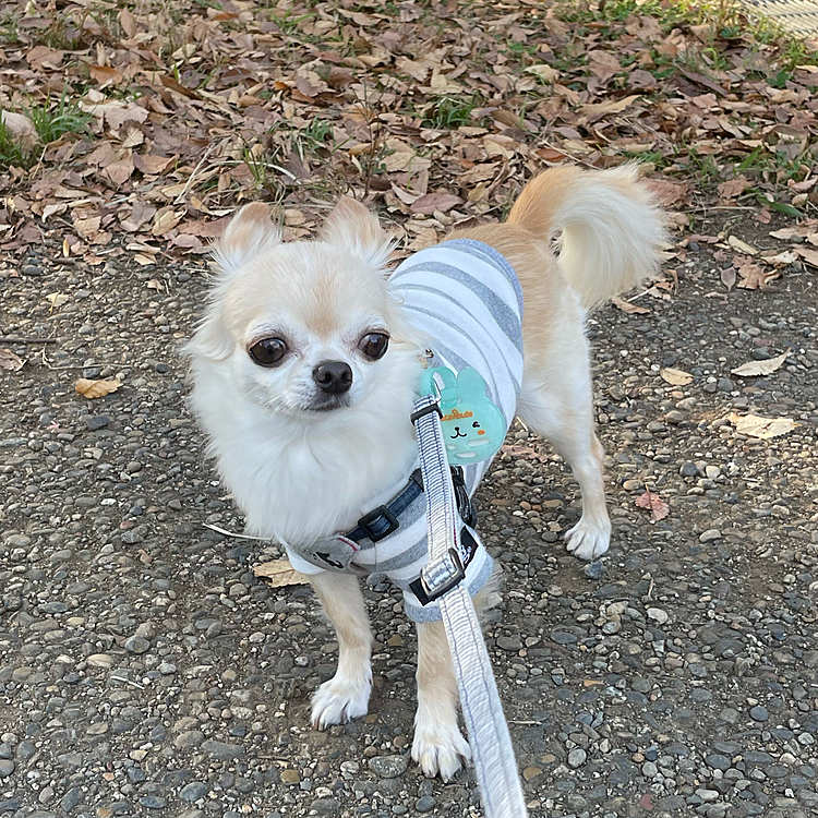 いつもの公園をお散歩🐾