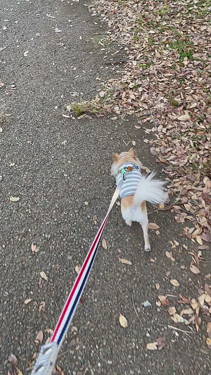 元気にクンクンしながら楽しんでます😊
