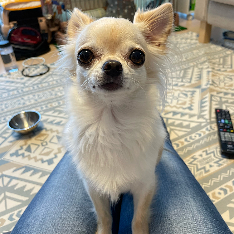 オヤツがもっと欲しくてアピール中😊