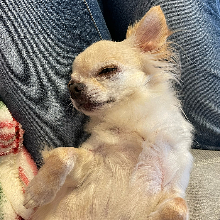 満足したらゴロンとヘソ天して寝てます🐶💤
今は場所をかえてクッションで爆睡中🐶💤