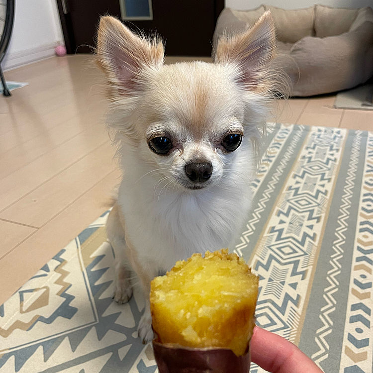 2022.11.7(月)
こんばんは⭐️
焼き芋🍠が食べたくなりロング散歩にして買ってきました😆
大好きな焼き芋🍠に釘づけです👀🐶