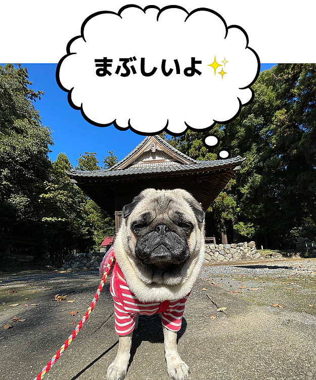 秋晴れ☀️
いつもの神社へのんびり散歩⛩
狛犬ししまる、まぶしそう🤣🤣🤣