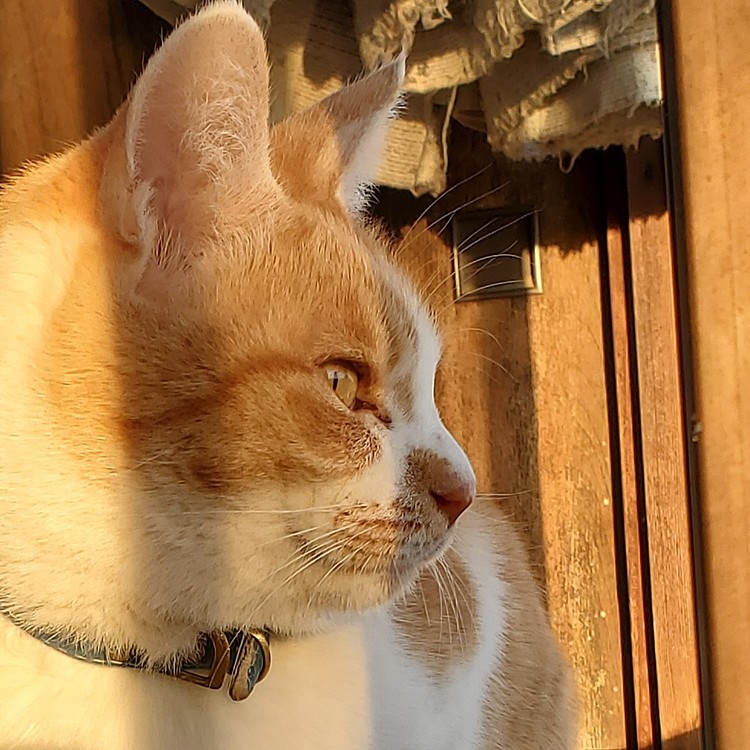 あした晴れるかにゃ～😹
夕方のねこ