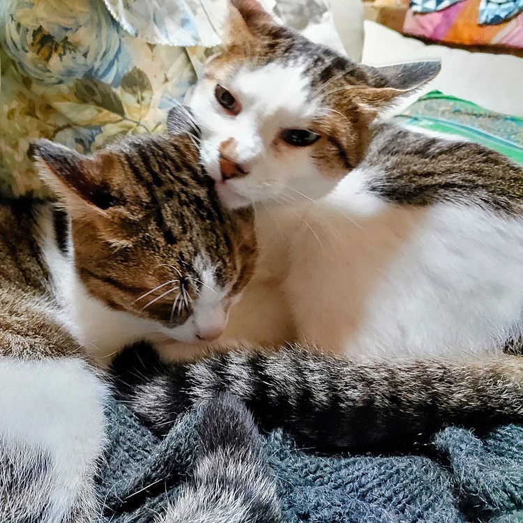 寒くなると猫達の距離が近くなる🐱