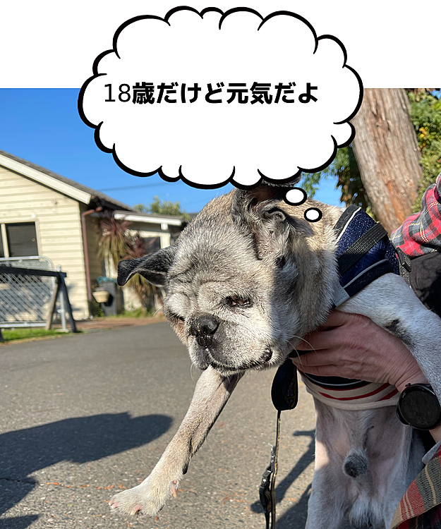 久しぶりにジョンソンタウンへ行ってきました🚗
そこで出会ったの18歳のパグ「マイロくん」元気にママさんとお散歩していました😊