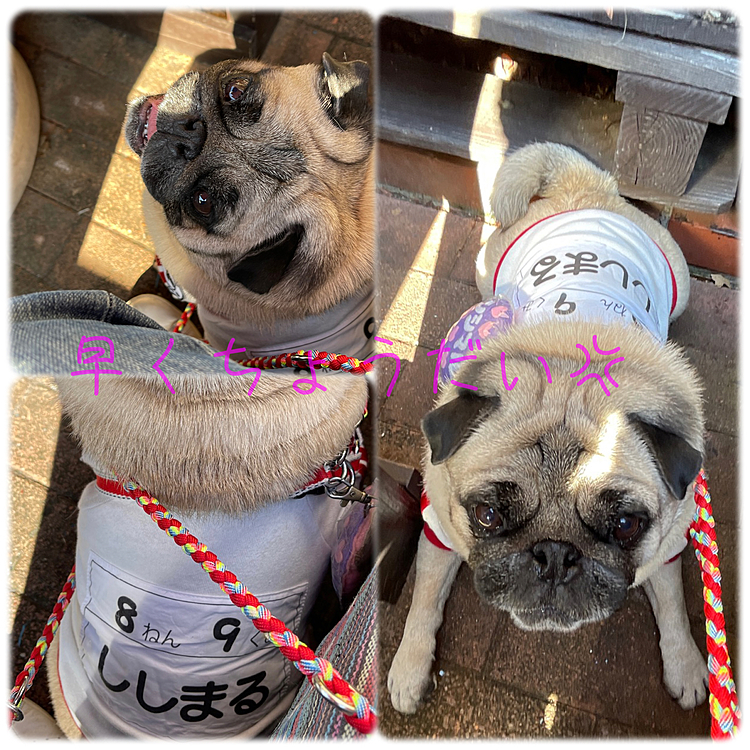 おねだりの圧が強めです🤣