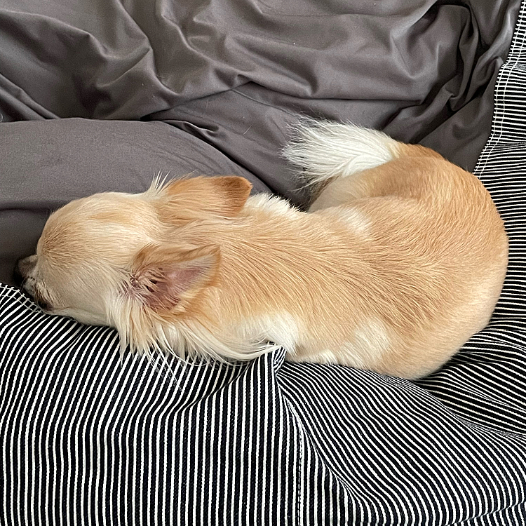帰って来て疲れたのか寝ています🐶💤
夕方、トイレ散歩にまた行って来ます😅