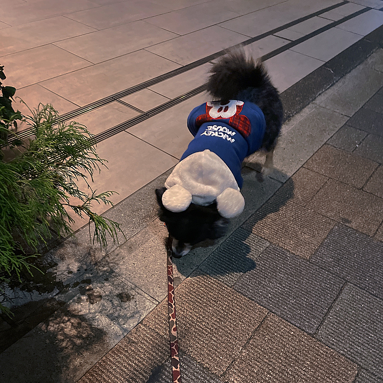 
ちいちゃいミッキーさん出動です🐯🎶
オトモダチに会ったり、
ママのコンビニに付き合ったり、、、

今日も今日とて元気いっぱいでした😊

ちなみに外人さんに「Oh! shiba!」
と言われました🤣🔆

ジャパニーズ ドッグに見えたかしら🤣

