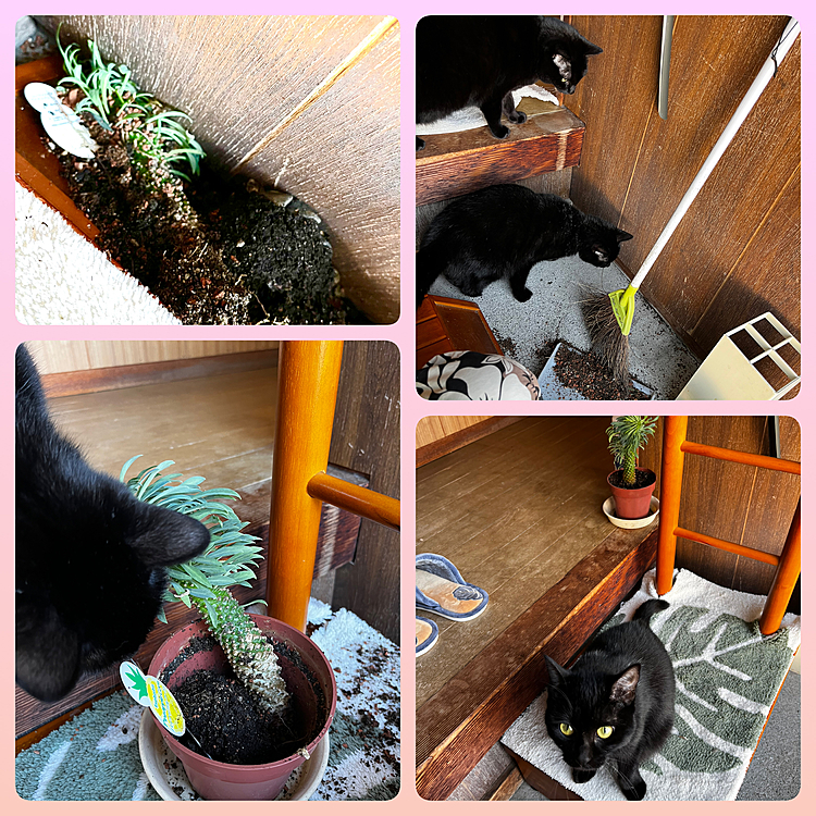 🪴💥やらかしてくれました🐈‍⬛💨💨
お片付けもチャイチャイしてきましたよ〜🤣
