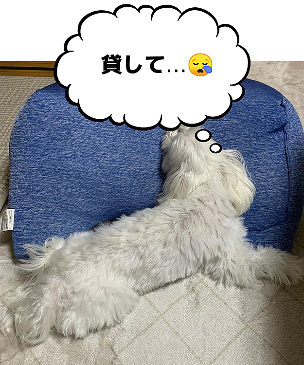 私の癒し枕を占領してます。