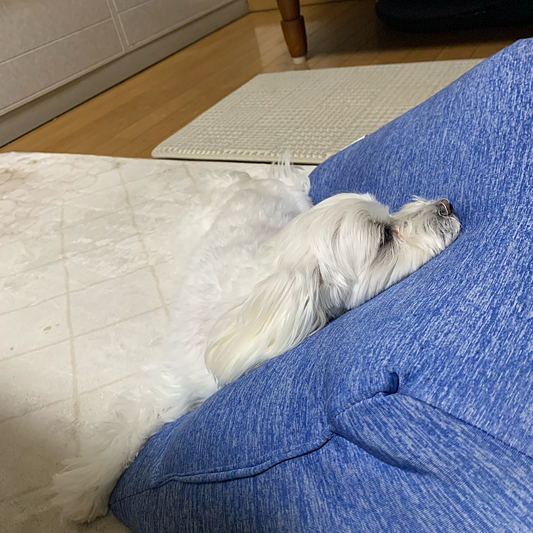 可哀想なので、そっと蘭丸に
貸しました（笑）