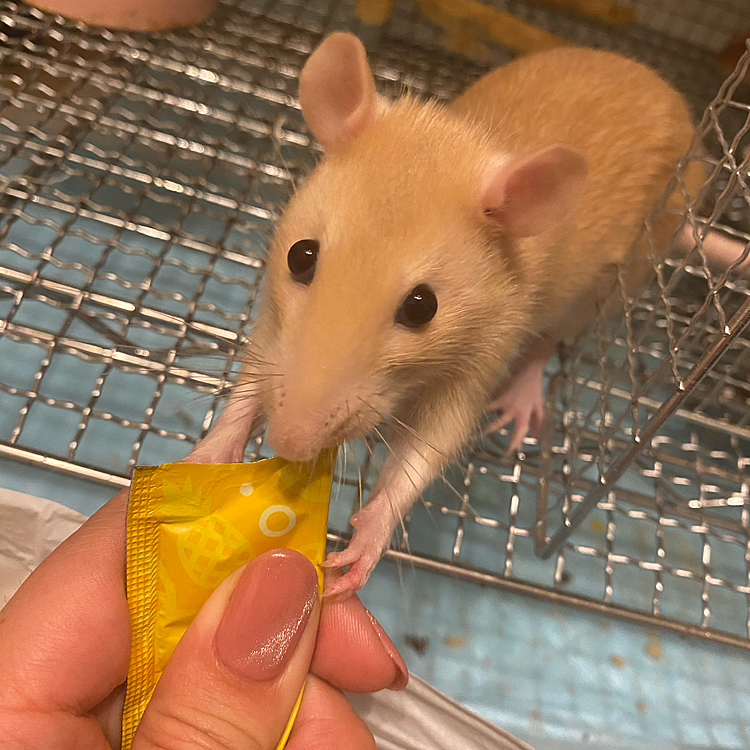 齧歯類用チュール🐭

