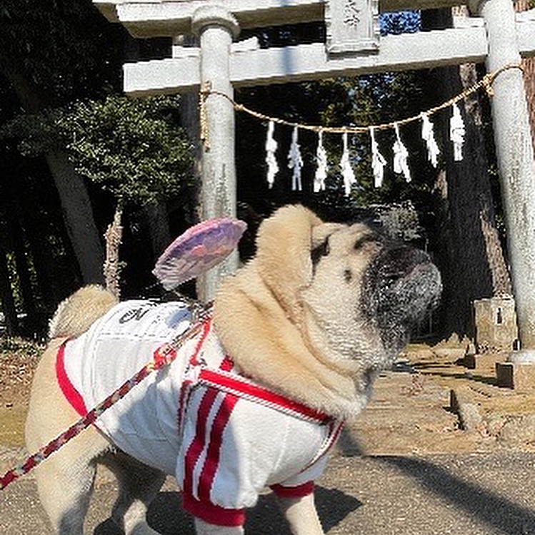 狛犬ブルブルです🤣