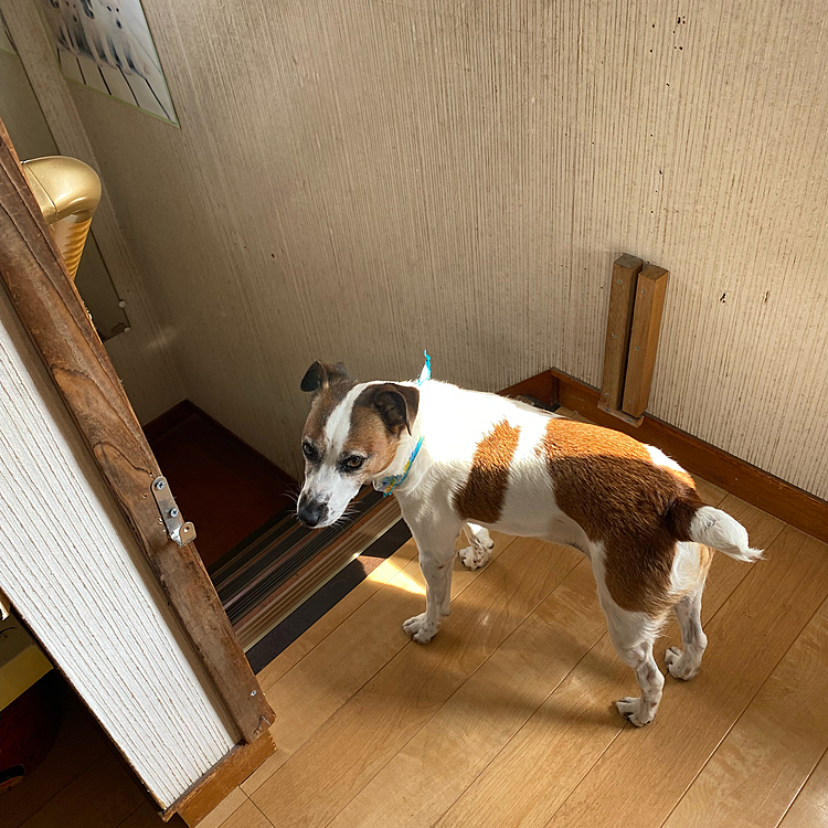 二階ついてきたけど、今から、二階掃除機かけるんだよ!😣
