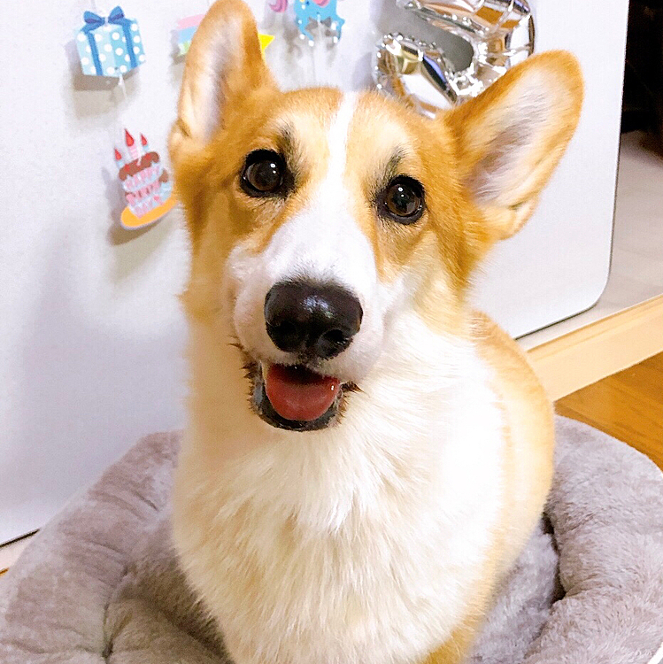 元気に5歳の誕生日を迎えました🎂
毎日この笑顔に癒されてます😊