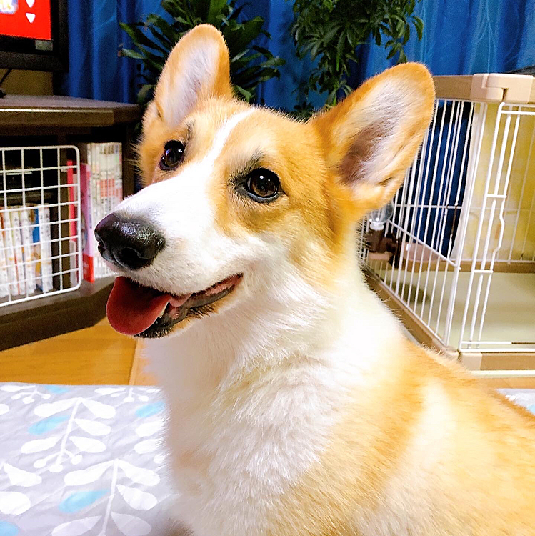 毎日笑顔でいれるって事は、まあるにとっても幸せ❤️ってことだよね😃