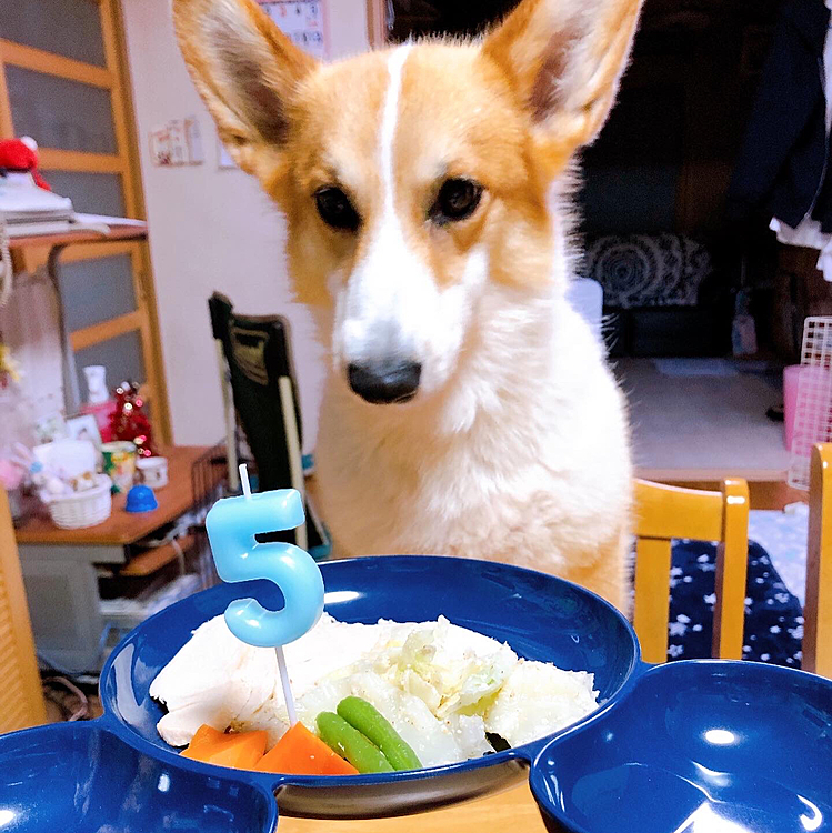 早く食べたいぞ！
ガン見🤣
5歳も元気に過ごそうね😃
最近、投稿おろそかですが、まあるも私も元気です😃
またよろしくね😃