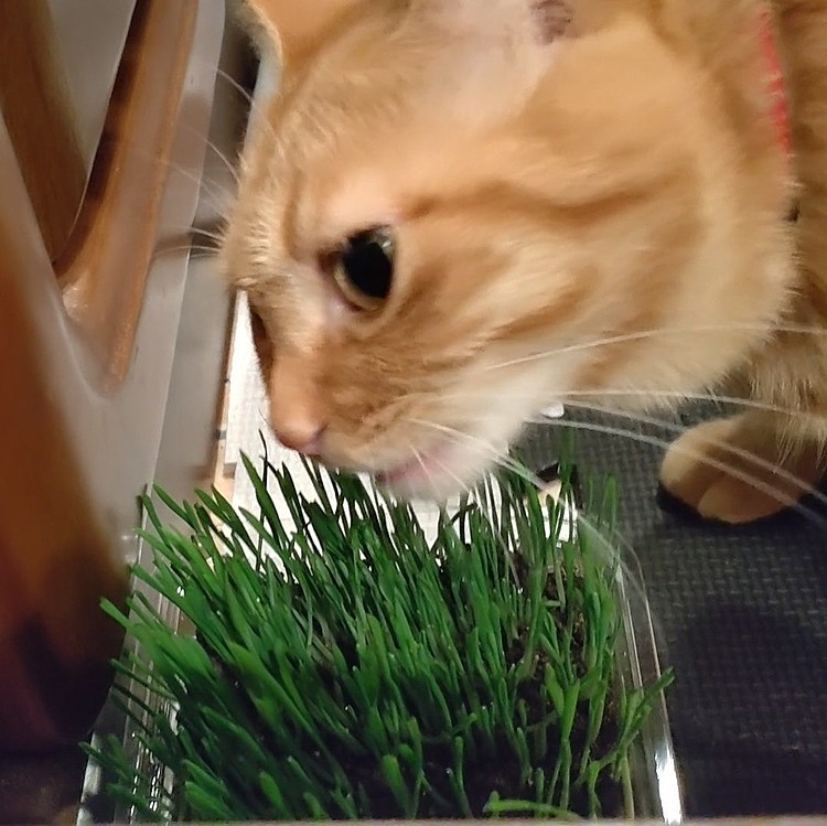 猫の草大好き💚