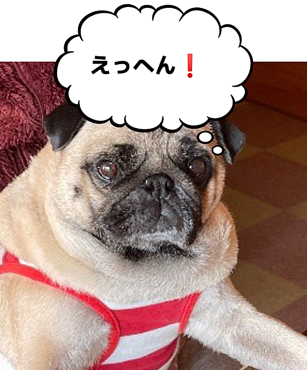 貫禄たっぷりです🤣