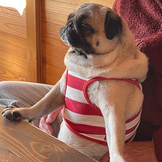 とうちゃんの膝の上でテレビを見てます🐶