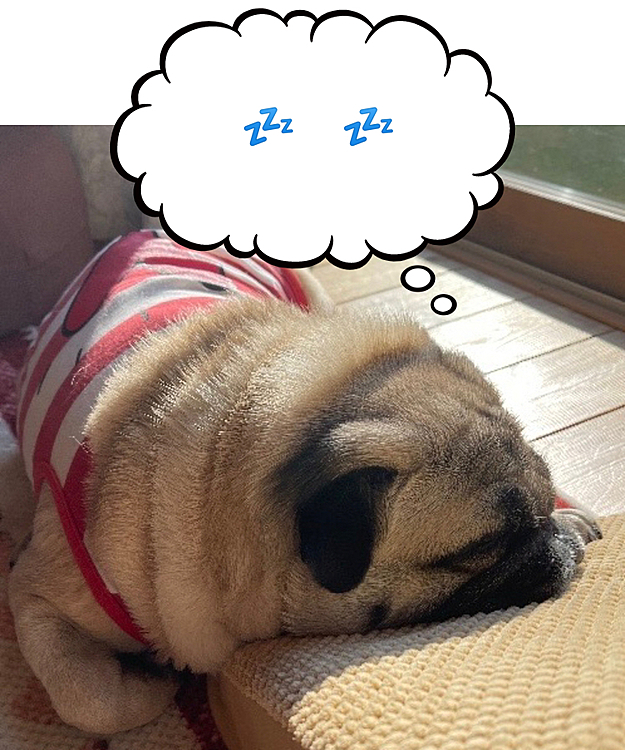 日向ぼっこで💤
