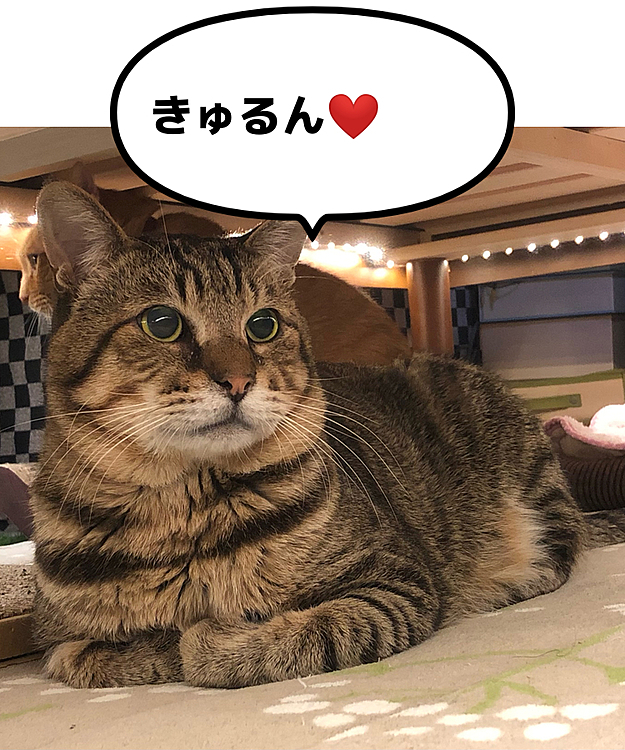 きーちゃん、かあいいなぁ😊